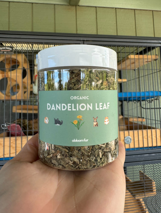 Dandelion Leaf - small pet treat