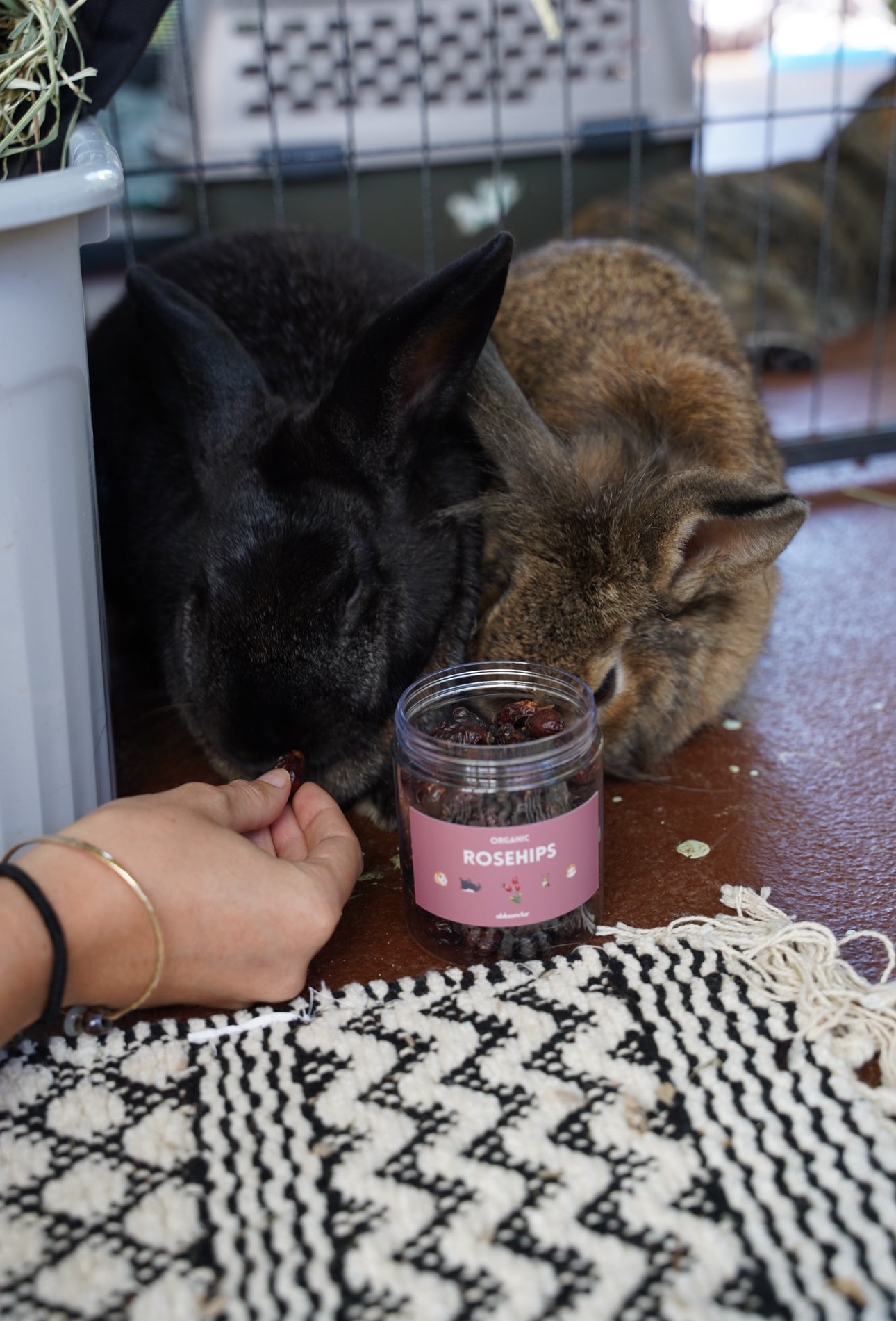 Rose Hips- small pet treat