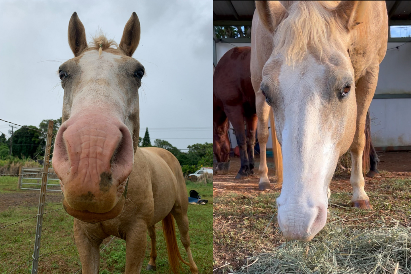 Equine Powdered Sunscreen